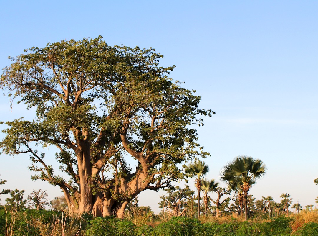 baobab-bio-arbre-baomix-biologiquement-poudre-fruit-feuille-fleur-adansonia-37