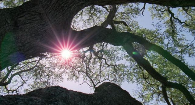La lumière et la nature, omniprésentes dans le cinéma de Malick : ici réunis dans The Tree of Life.